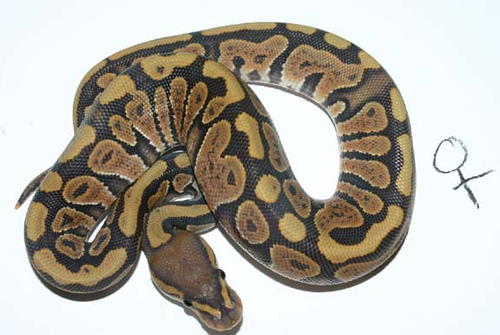 yr2007 Orange Ghost Ball Python