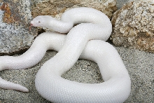 yr2007 Snow Coastal Rosy Boa