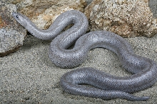 yr2007 Anerythristic Coastal Rosy Boa