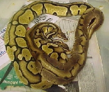 female yellow pastel and male spider