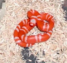 Albino Tangerine Honduran male#3