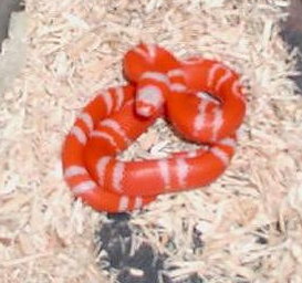 Albino Tangerine Honduran male#3