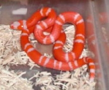 Albino Tangerine Honduran male#2