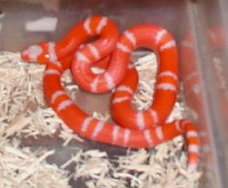 Albino Tangerine Honduran male#2
