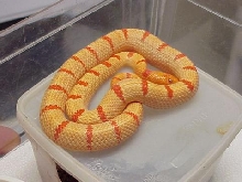 Albino Yellow Pastel Kingsnake