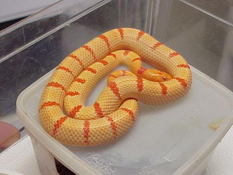 Albino Yellow Pastel Kingsnake