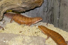 Adult pair-Austrailian red phase Pygmy Spiny-tailed Skinks-Egernia depressa