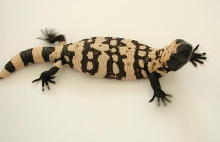 yr2005 Utah Banded Gila Monster #19