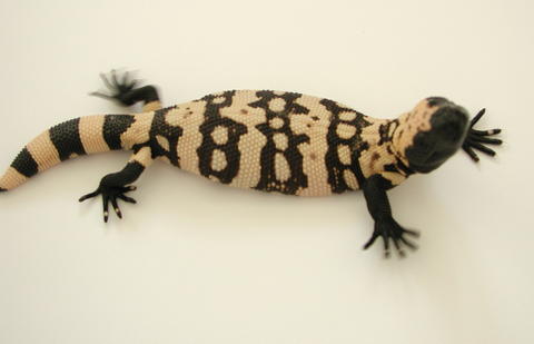 yr2005 Utah Banded Gila Monster #19