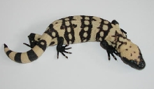 yr2005 Utah Banded Gila Monster #20