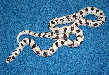 Adult Male Joshua Tree 50-50 California Kingsnake