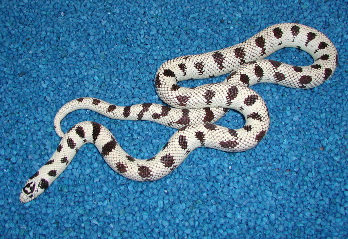 Adult Male Joshua Tree 50-50 California Kingsnake