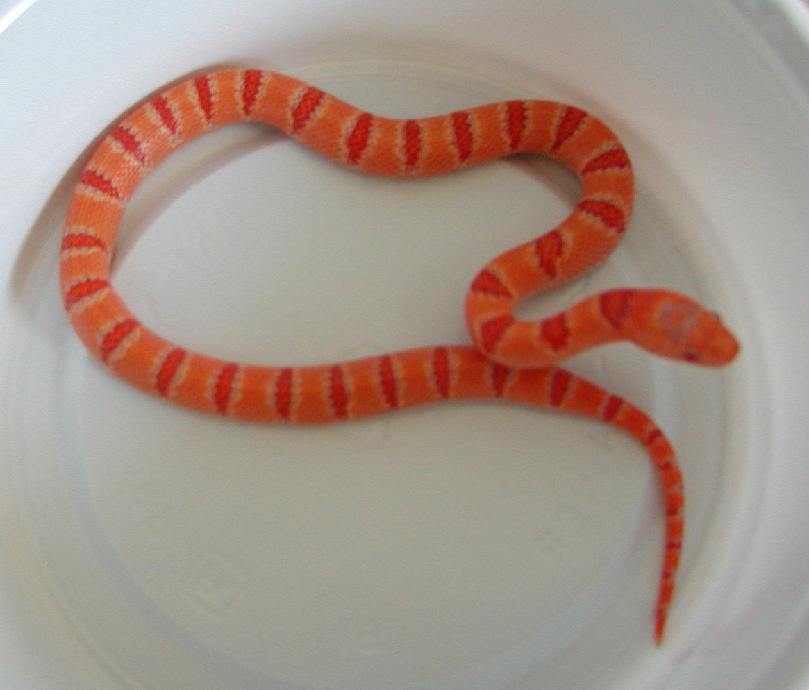 yr2007 Female Albino Peach Pastel Kingsnake #1