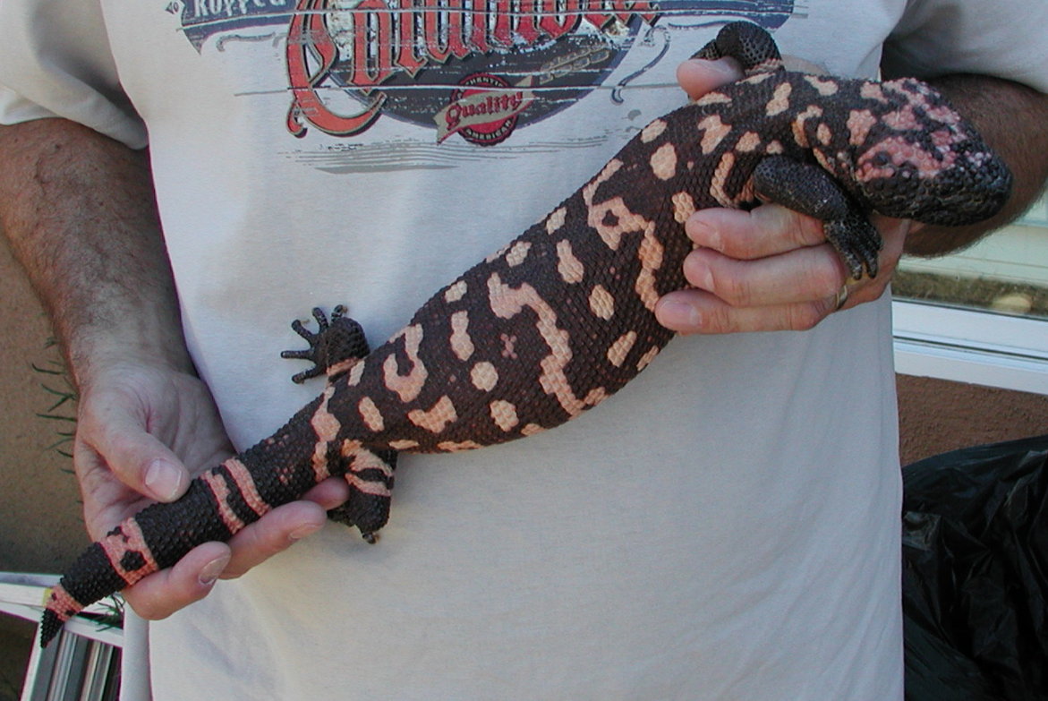 Organ Pipe Black Gila