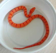 yr2007 Male Albino Tropical Pink Pastel Kingsnake #2