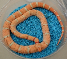 Albino Peach Pastel Kingsnake