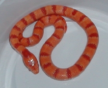 yr2005 Male Albino Tropical Pink Pastel Kingsnake #1