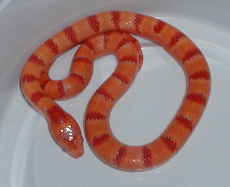 yr2005 Male Albino Tropical Pink Pastel Kingsnake #1