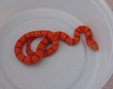 yr2007 Male Albino Tropical Pink Pastel Kingsnake #3