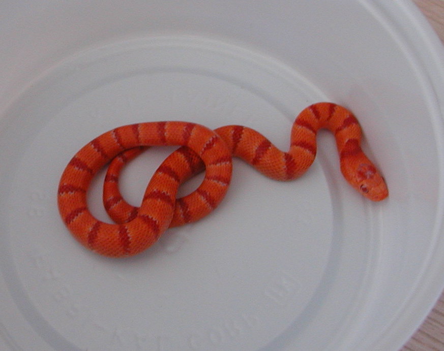 yr2007 Male Albino Tropical Pink Pastel Kingsnake #3