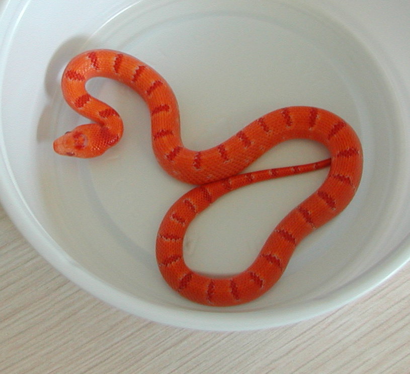 yr2007 Female Albino Tropical Pink Pastel Kingsnake #4