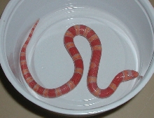 Albino Coral Pastel Kingsnake yr2005 female #1