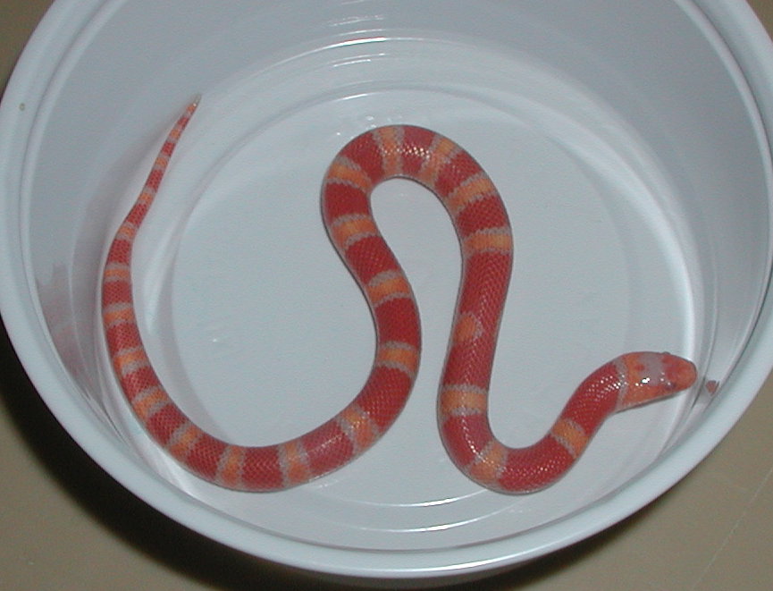 Albino Coral Pastel Kingsnake yr2005 female #1
