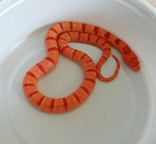 yr2007 Male Albino Peach Pastel Kingsnake #5