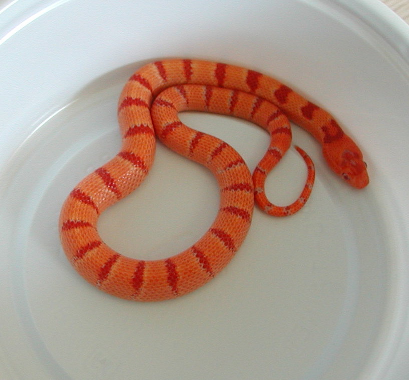 yr2007 Male Albino Peach Pastel Kingsnake #5