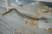 L. p. k. female #1