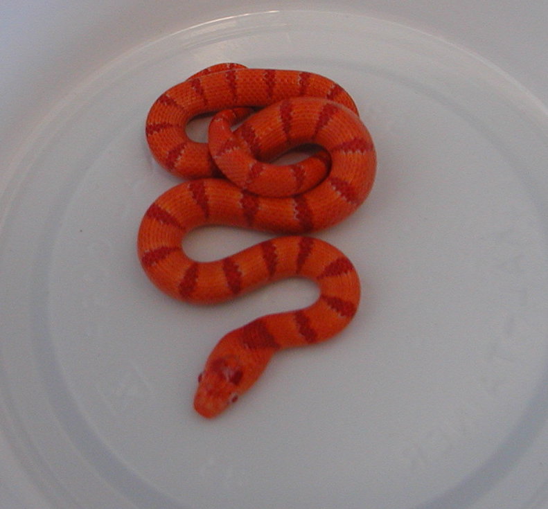 yr2007 Male Albino Tropical Pink Pastel Kingsnake #6