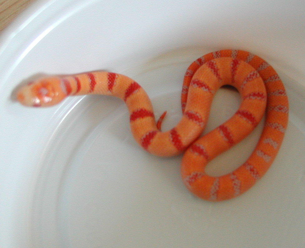 yr2007 Male Albino Peach Pastel Kingsnake #7