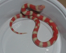yr2005 Female Albino Coral Pastel Kingsnake #2