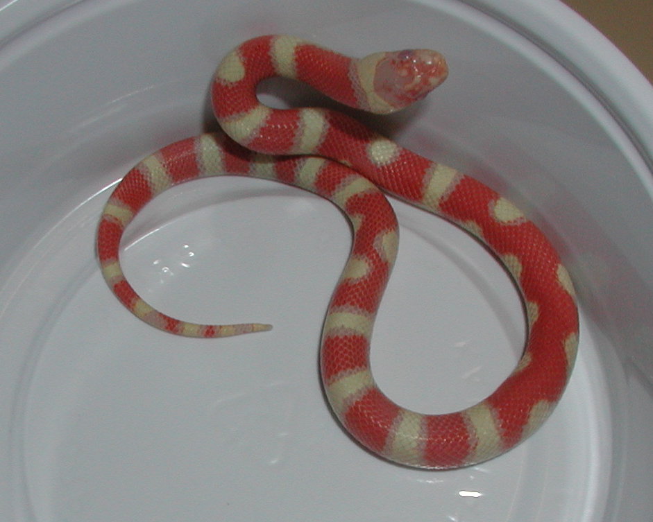yr2005 Female Albino Coral Pastel Kingsnake #2