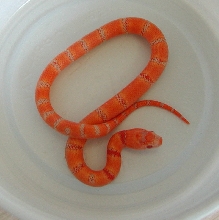yr2007 Female Albino Peach Pastel Kingsnake #8