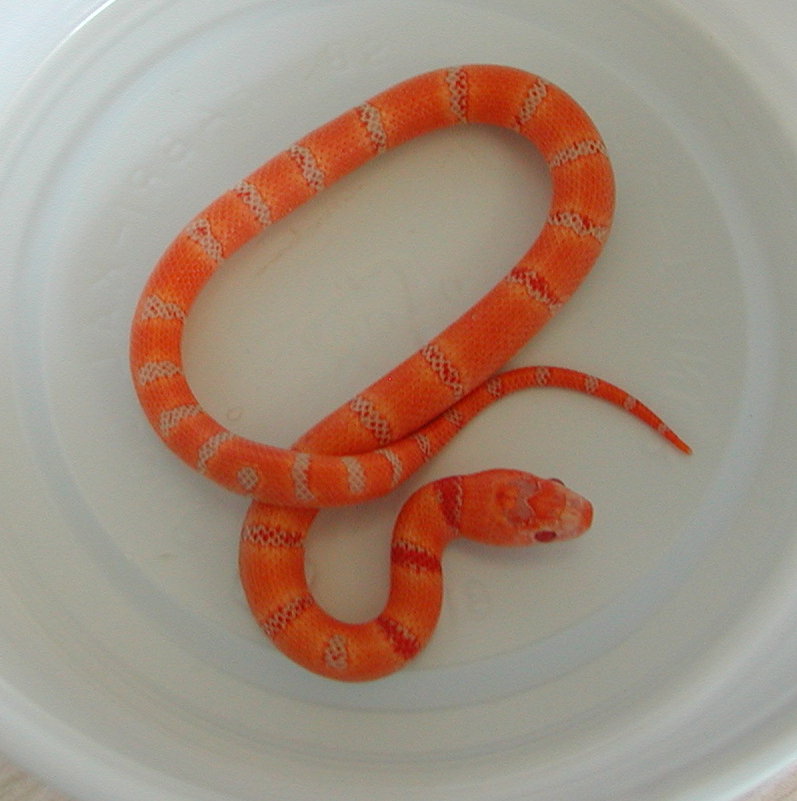 yr2007 Female Albino Peach Pastel Kingsnake #8