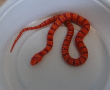 yr2007 Female Albino Coral Pastel Kingsnake #9