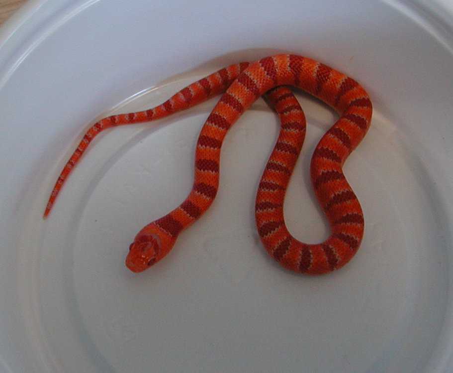 yr2007 Female Albino Coral Pastel Kingsnake #9