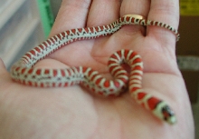 L. p. k. male #1