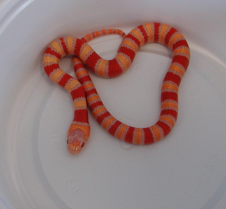 yr2007 Male Albino Coral Pastel Kingsnake #10