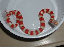 yr2005 Female Albino Coral Pastel Kingsnake #1