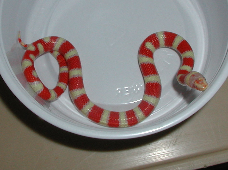yr2005 Female Albino Coral Pastel Kingsnake #1