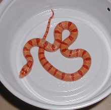 Albino Peach Pastel Kingsnake yr2005 female #2