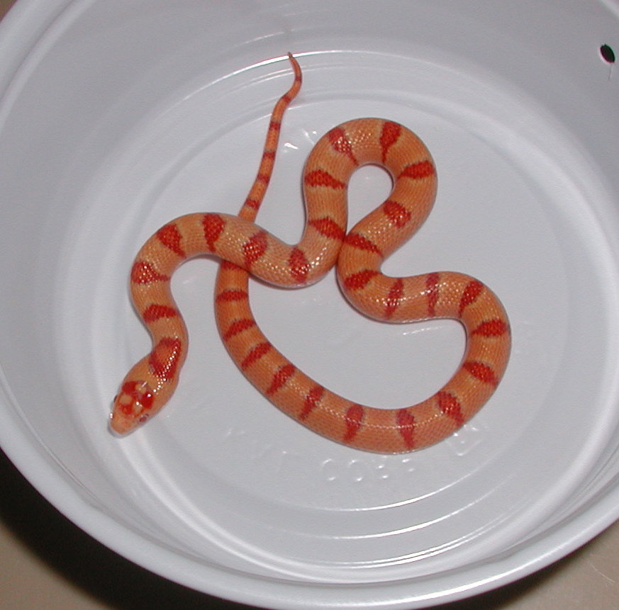 Albino Peach Pastel Kingsnake yr2005 female #2