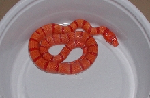 Albino Tropical Pink Pastel Kingsnake yr2005 male #1