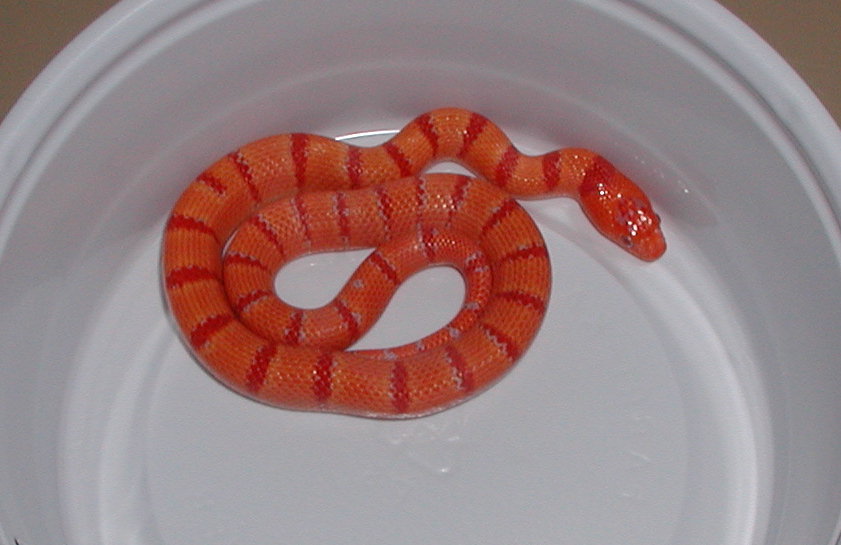 Albino Tropical Pink Pastel Kingsnake yr2005 male #1