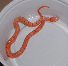 Albino Peach Pastel Kingsnake yr2005 female #1
