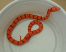Albino Tropical Pink Pastel Kingsnake yr2005 male #2