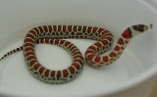 L. p. k. female #2