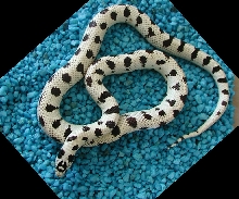 Dotted 50-50 Desert California Kingsnake